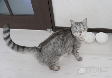 捨てようとした箱が実は宝箱!?70年前の宝塚歌劇団の写真が続々─見出しで楽しむネタ7本