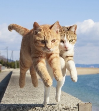 ネコがジャンプする瞬間をとらえた写真集 飛び猫 が発売 躍動的ニャン 週刊アスキー