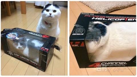 告白成功間違いなし!? バレンタインデー向け「ハート型ウニ」登場─見出しで楽しむネタ6本