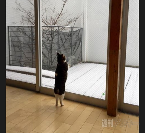 告白成功間違いなし!? バレンタインデー向け「ハート型ウニ」登場─見出しで楽しむネタ6本