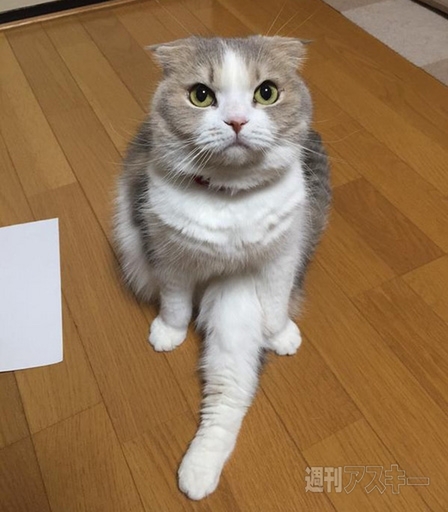 白米におかずをプロジェクションマッピングする機能とは？─見出しで楽しむネタ7本