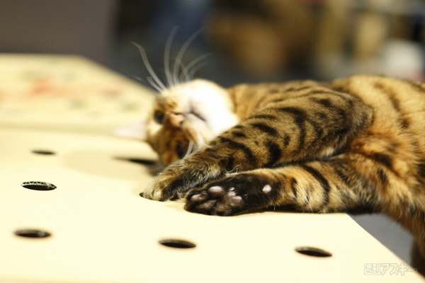 猫もぐらたたき