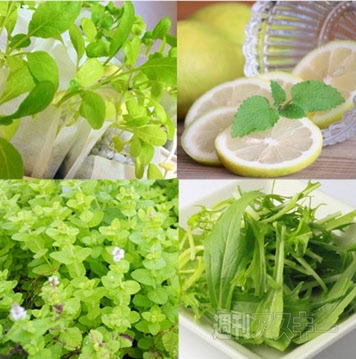 家庭用水耕栽培キット ピッコラ