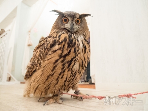 フクロウ