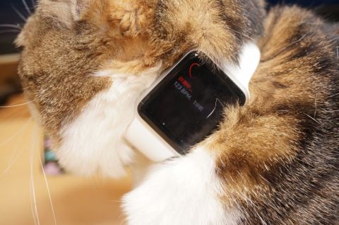 Apple Watchをネコ様にお試し頂いた