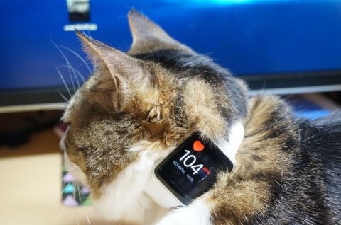 Apple Watchをネコ様にお試し頂いた
