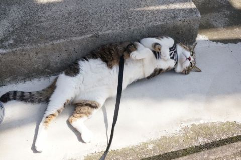 Apple Watchをネコ様にお試し頂いた