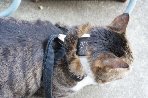 Apple Watchをネコ様にお試し頂いた