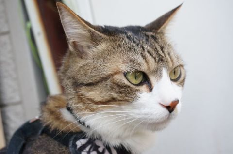 Apple Watchをネコ様にお試し頂いた