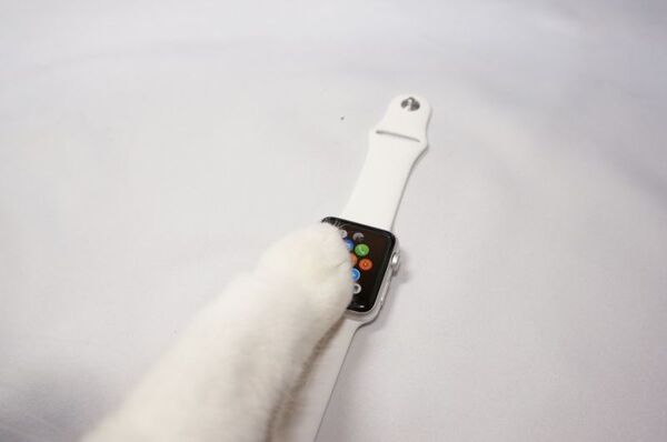Apple Watchをネコ様にお試し頂いた