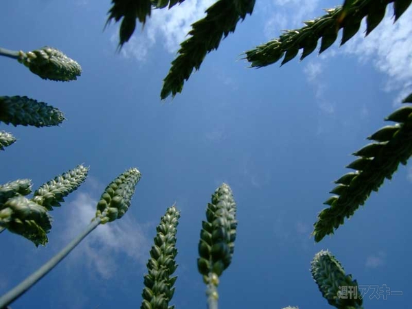 スタートアップ用語集