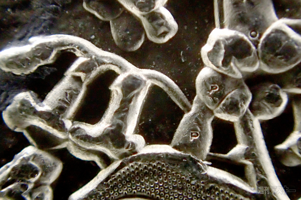 『OLYMPUS TG-4 Tough』スタパ齋藤さんテスレポ