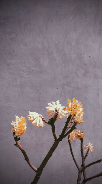 Iphone 6 壁紙 花 植物 編 究極の壁紙シリーズvol 19 週刊アスキー