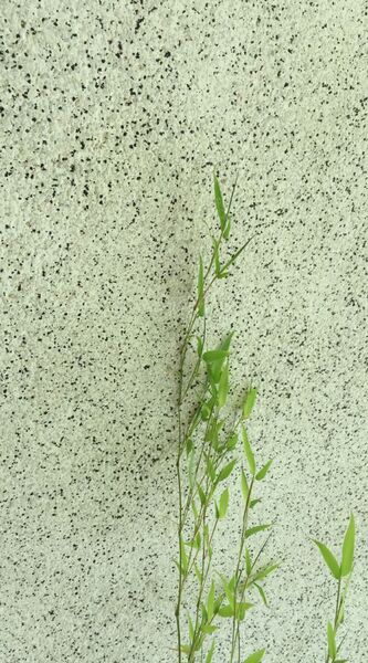 Iphone 6 壁紙 花 植物 編 究極の壁紙シリーズvol 19 週刊アスキー