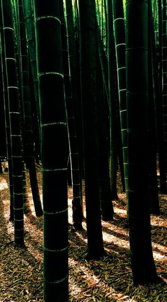 究極の壁紙シリーズ