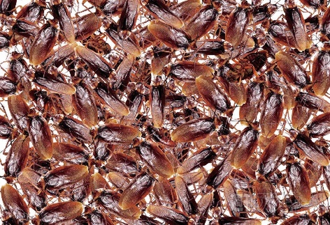 地獄パズルシリーズより本当にヤバイ「●●●●地獄」が登場