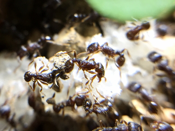 スマホで自由研究03