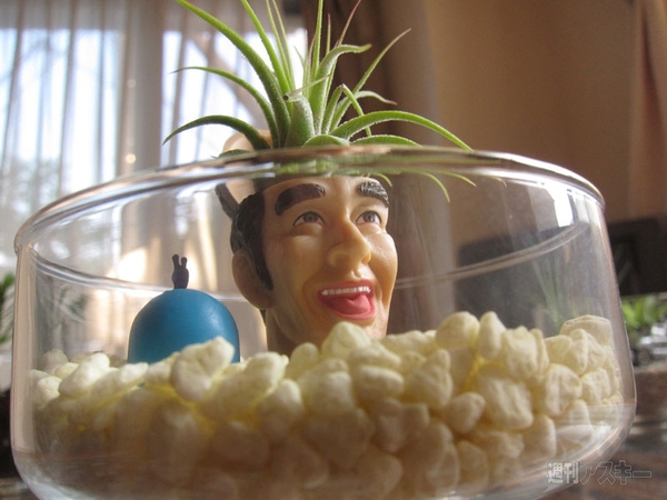 夏休みの自由研究にも！100均でつくるテラリウム【カオスだもんね！】