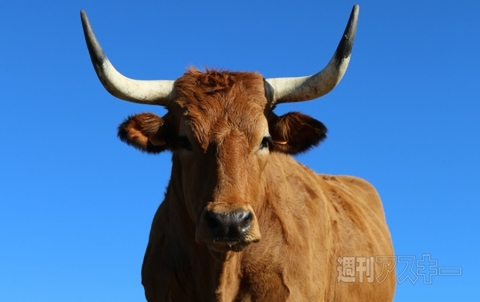 ステーキ・レボリューション