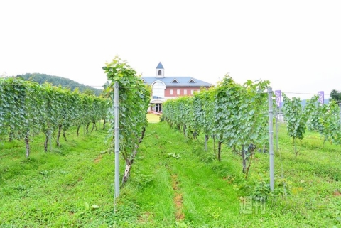 山形朝日町ワイン城