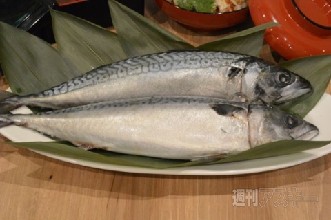 とろさばづくしの「SABAR食堂」新店が飯田橋にオープン！