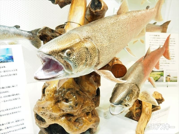 惑星イスカンダルはどこにあるの