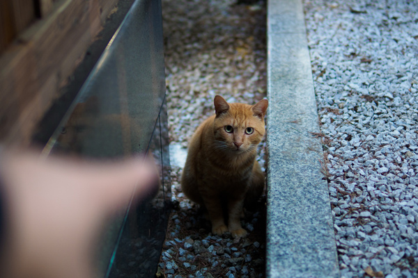 Ascii Jp 街の隙間から顔を出す猫を前ボケを入れて撮るテクニック