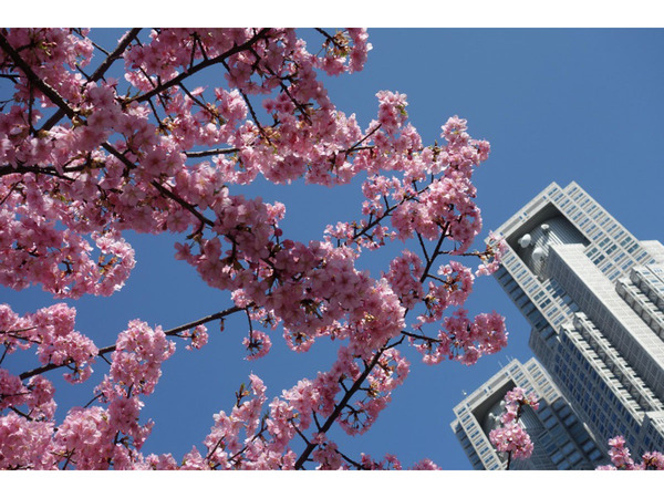 Ascii Jp 連載 桜のリレーが始まる 新宿中央公園の河津桜が満開に