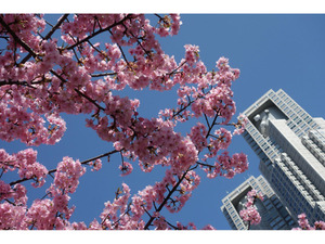 【連載】桜のリレーが始まる！新宿中央公園の河津桜が満開に 