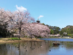 今年の花見は“オフピーク”で安心・安全！ 新たな試みで混雑を避けた桜観賞を提供