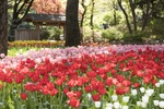 横浜で花見の続きを！ チューリップ、バラなどが季節で移り変わる「ガーデンネックレス横浜2021」