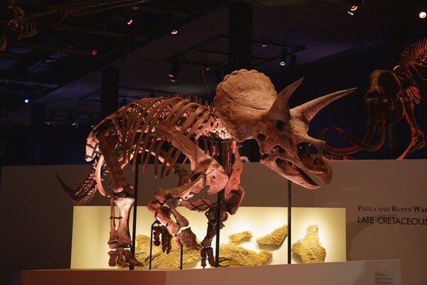 Ascii Jp トリケラトプスの実物全身骨格がくるぞ Dinoscience 恐竜科学博 パシフィコ横浜で7月17日より開催