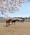 桜が咲き誇る絶景スポットへドライブ！　東海道沿いの桜の名所7選を紹介