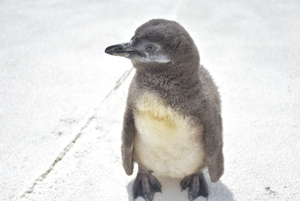 【連載】今日も元気！ 3月17日に生まれたケープペンギンのヒナをご紹介