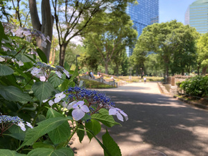 連載：【新宿／花】新宿中央公園にアジサイの花が咲きました！