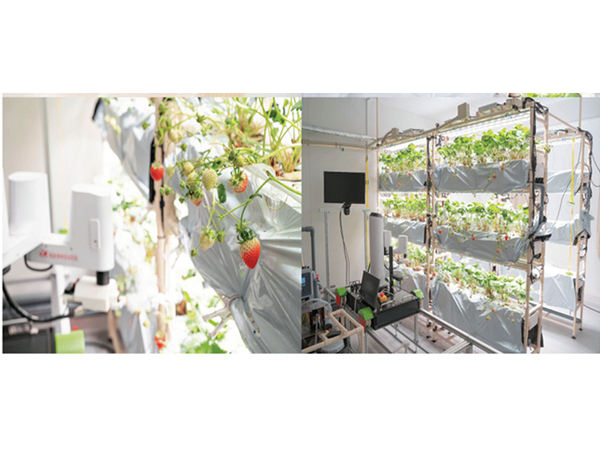 イチゴの自動栽培ロボット研究施設が東大に完成