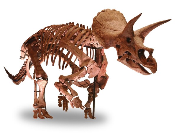 開幕まであと9日！ パシフィコ横浜「DinoScience 恐竜科学博」の展示物