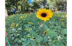 連載：【新宿／ヒマワリ】新宿中央公園に夏が来た！今年はヒマワリ注目‼