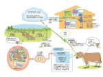 放牧牛を担保とする動産担保融資におけるAIモニタリングシステム「PETER」の有効性検証を開始