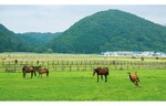 優駿のふるさとへ 晩秋の日高路ドライブ