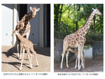 はやく見に行きたい！ 金沢動物園にてキリンの赤ちゃんが誕生