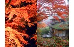 12年ぶりとなる紅葉のライトアップを実施！ 横浜市の名勝庭園「三溪園」で日本庭園の秋を愉しむ企画の第2弾「紅葉」を開催