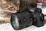 年末にやってきた今年最後の大物デジカメ、ソニー「α7IV」で冬の猫を撮影