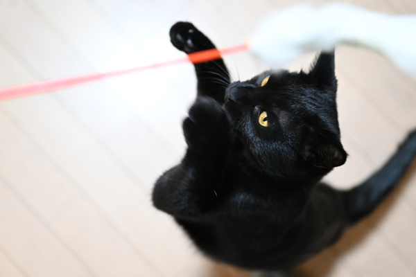 意外と撮影するのが難しい黒猫をスマホやデジタル一眼で綺麗に撮る 週刊アスキー