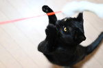意外と撮影するのが難しい黒猫をスマホやデジタル一眼で綺麗に撮る