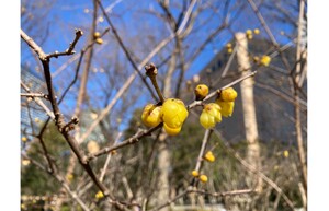 河津桜も咲く新宿中央公園のじゃぶじゃぶ池、リニューアル工事中！