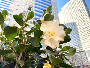 【連載／〜のんびり備忘録2日目〜】西新宿のお花と優しいおじさま