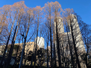 【連載／~空き活‼（工学院学生の空きコマ活動）~vol.3】 西新宿で冬の訪れを探してみた！