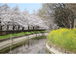 “日本一”の桜回廊も！ さいたま市の桜は3月下旬～4月上旬が見ごろ