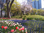 新宿中央公園に春を呼ぶ「バルブガーデン」、見ごろまでもう少しです！
